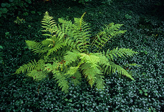 Fotografia, Roztocze, Galeria, Zdjęcia, Pejzaż, Krajobraz, Przyroda, Architektura,